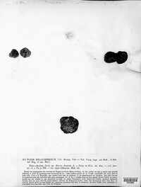 Image of Tuber melanosporum